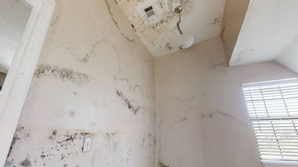 Best Mold Damage Restoration  in North Browning, MT