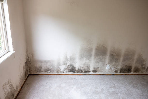 Best Emergency Mold Remediation  in North Browning, MT